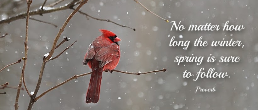 Cardinal on a Branch with winter proverb